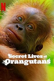 Secret Lives of Orangutans 2024 Hindi Dubbed English 480p 720p 1080p Filmy4Fly